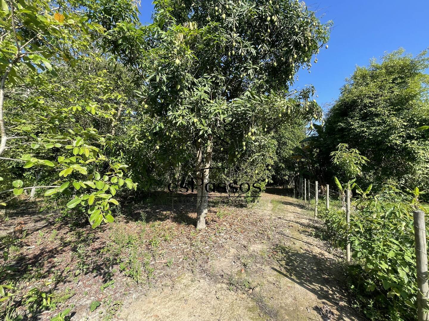 Fazenda à venda com 3 quartos, 5000m² - Foto 8